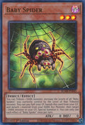 Baby Spider
